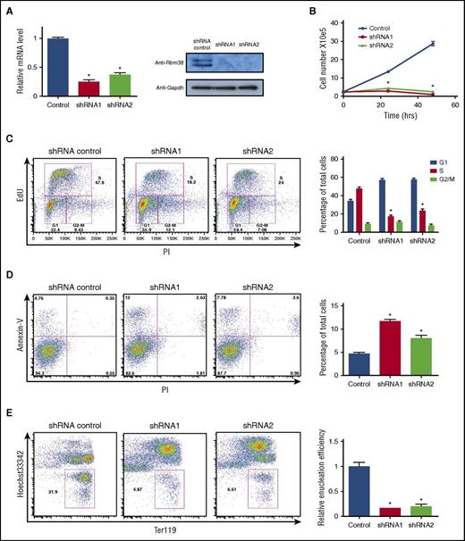 Figure 6. RBM38 is required for terminal erythropoiesis. (A) RBM38 knockdown in ex vivo–differentiated erythroblasts. (B) RBM38 inhibition blocks proliferation during terminal erythroid differentiation. Growth curves show the number of live ex vivo–TER119+ CD71+ erythroblasts differentiated erythroid cells treated with Rbm38-targeting or non-targeting shRNAs. (C) RBM38-depleted cells accumulate in the G1 cell cycle phase. Plots show the results of DNA staining with propidium iodide (PI) and with a thymidine analog (EdU) in shRNA-transduced cells. The proportion of cells at each cell cycle phase is shown in the bar graph at the right. (D) Elevated apoptosis of RBM38-depleted cells after 24 hours of ex vivo differentiation. Plots display DNA content (PI staining) versus apoptotic status (annexin-V staining) of shRNA-transduced cells. Apoptotic cell fractions are shown in the bar graph at the right. (E) RBM38 inhibition impairs red cell enucleation. Plots display the level of the differentiation surface marker TER119 (fluorescent immunolabeling) versus DNA content (Hoechst staining) of shRNA-transduced live cells after 48 hours of ex vivo culture. Gates mark enucleated reticulocytes. Relative enucleation efficiencies are shown in the bar graph at the right. *P < .05, Student t test.