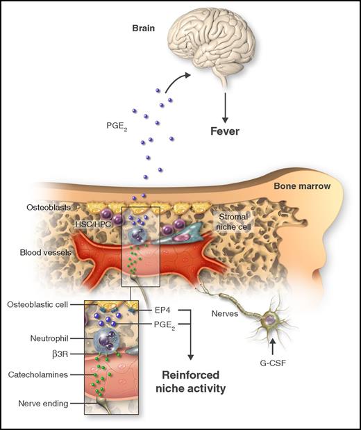 Treatment with G-CSF causes mobilization of HSCs/HPCs and triggers fever. By acting on catecholaminergic cells (nerve cells or other), G-CSF increases the adrenergic tone in the marrow, thereby generating catecholamines that in turn activate neutrophils through the β3-adrenergic receptor (β3R; inset). As a consequence of adrenergic stimulation, neutrophils produce PGE2, which can target osteoblastic cells through the EP4 receptor to promote HSC/HPC retention. Additionally, neutrophil-derived PGE2 causes fever by systemically acting on the brain. Professional illustration by Somersault18:24.