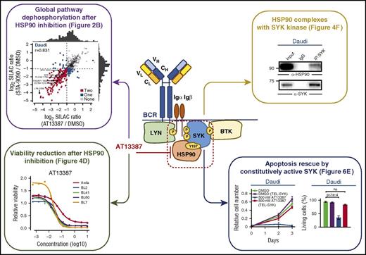 The HSP90-SYK complex regulates survival of BL cells. The HSP90 inhibitor AT13387 interferes with BL B-cell survival and signaling activity. By SILAC-based phosphoproteomic analysis, Walter et al show dramatic reduction (upper left panel) of phosphorylation of BCR-associated molecules, including LYN, SYK, and BTK, which results in reduction of BL cell viability (bottom left panel). Interestingly, HSP90 is identified as a binding partner for SYK kinase (upper right panel), and such interaction is mediated by phosphorylated tyrosine Y197 on HSP90. Apoptotic effects mediated by HSP90-SYK inhibition largely rely on HSP90-mediated destabilization of SYK kinase, as a constitutively active SYK-isoform (bottom right panel) can rescue BL cells from drug-induced apoptosis. CH, constant region of the heavy chain; CL, constant region of the light chain; DMSO, dimethyl sulfoxide; Igα, immunoglobulin α; Igβ, immunoglobulin β; IgG, immunoglobulin G; IP, immunoprecipitation; ns, not significant; P, phosphorylation ; VH, variable region of the heavy chain; VL, variable region of the light chain. See Figures 2, 4, and 6 in the article by Walter et al that begins on page 598.