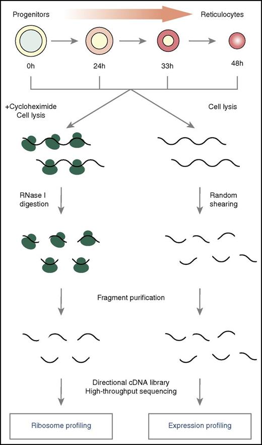 Parallel RNA and ribosome profiling allow comprehensive analysis of translational regulatory dynamics during terminal murine hematopoiesis.