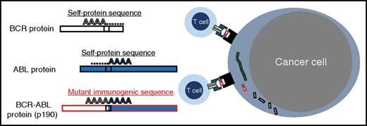 p190BCR-ABL junctional neoantigen sequence that elicits T-cell responses. The BCR-ABL translocation results in the creation of a “neoantigen” located at the junction of both otherwise “self” proteins. This foreign amino acid sequence presented in the context of major histocompatibility complex molecules can elicit T-cell responses; in this issue, Comoli et al go on to demonstrate that patients with Ph+ ALL can derive a clinical benefit from infusions of BCR-ABL–reactive T cells.
