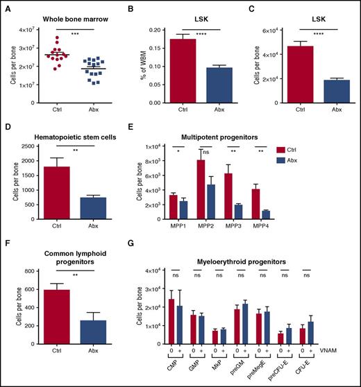 Figure 2. WBM counts are suppressed and lineage balance is shifted with antibiotic therapy. (A) Bone marrow cells were counted on a hemocytometer in control (Ctrl) vs antibiotic-treated (Abx) mice. (B-G) Progenitor populations were quantified by flow cytometry in controls vs antibiotic-treated mice. (B) The percentage of total primitive progenitors (LSK) was determined by flow cytometry. Absolute numbers of (C) LSK progenitors, (D) hematopoietic stem cells, and (E) multipotent progenitor subsets, (F) common lymphoid progenitors, and (G) committed myeloid progenitor subsets are shown. Results are compiled from 4 independent experiments (n = 9-17 per group). Graphs show mean + SEM. Statistical significance was determined by Student t test or Mann-Whitney U test. *P < .05, **P < .01, ***P < .001, ****P < .0001.