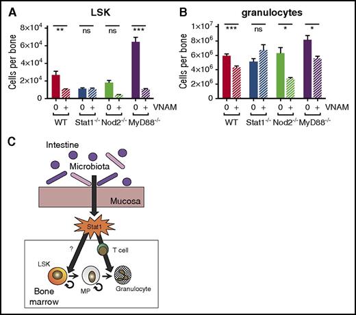 Figure 7. Stat1 KO mice exhibit no significant population shifts with antibiotic therapy. (A) Total LSK and (B) granulocytes from bone marrow were quantified by flow cytometry for WT, Stat1 KO (Stat1−/−), Nod2 KO (Nod2−/−), and MyD88 KO (MyD88−/−) with (+) and without (0) antibiotic therapy (VNAM). Results are pooled from 2 to 4 independent experiments (n = 4-25 per group per analysis). The graphs show mean + SEM, statistical significance was determined by Student t test. ns, not significant; *P < .05, **P < .01, ***P < .001. (C) Proposed model of antibiotic-associated bone marrow suppression.