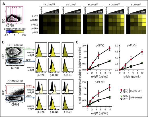 Figure 4. Expression of CD79B determines α-BCR–induced signaling strength. The MCL cell line Granta 519 was left unstimulated or was activated with different concentrations of F(ab′2) anti-IgM (α-IgM) for 4 minutes. (A) Cells were stained with anti-CD79B antibody (Ab), together with phosphospecific Abs. This strategy allowed gating on distinct levels of CD79B and mapping of α-BCR–induced signaling specifically to the distinct CD79B expression levels, from low to high. α-BCR–induced signaling is shown as heatmaps, where phosphorylation levels are relative to unstimulated cells within the same level of CD79B expression. (B) Overexpression of full length CD79B by retroviral transduction further enhances α-BCR–induced signaling. α-BCR–induced signaling assay was performed as in panel A. One representative experiment is shown, and in panel C, mean ± standard error of the mean (SEM) (n = 3). SSC, side scatter.