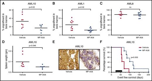 Figure 4. In vivo therapeutic efficacy of MP-A08 in a human xenotransplantation model of AML. (A-C) NOD-SCID mice were engrafted with primary AML blasts, and after disease was established (2-6 weeks), mice were IP injected with either vehicle or MP-A08 (100 mg/kg) 6 times a week for 2 weeks. Engraftment was quantified by assessing the percentage of human CD45+ cells in the bone marrow of recipient mice. Each symbol represents the percentage of CD45+ cells observed in a separate mouse. Significance was assessed by Student t test. (D) Engrafted mice exhibited overt signs of AML including enlarged spleens. (E) Human cells in the bone marrow of engrafted mice were stained with the human specific mitochondrial antibody MTC02. (F) NOD-SCID mice were engrafted with primary AML blasts, and after disease was established, mice were injected IP 5 times/week for 32 days with 100 mg/kg MP-A08. P values were calculated using the log-rank Mantel-Cox test.