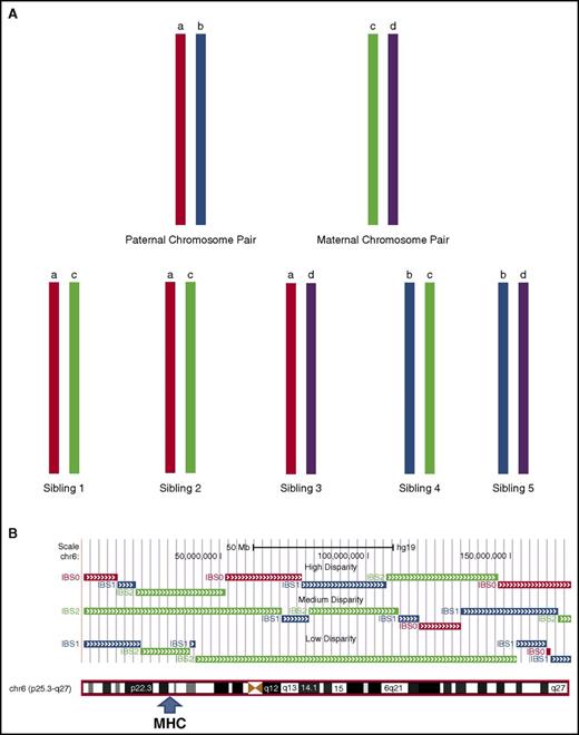Figure 2. Parental chromosomal segregation and meiotic recombination account for variation in genome-wide recipient mismatching between siblings. (A) Differential inheritance of paternal and maternal chromosomes causes mismatching between sibling pairs. If a pair of paternal chromosomes is designated “a” and “b” and the respective pair of maternal chromosomes is designated “c” and “d,” the chromosomes inherited by the offspring in the absence of meiotic recombination will be “ac,” “bc,” “ad,” or “bd.” Inheritance of the same chromosome pairs by a sibling pair (eg, “ac”) as shown for siblings 1 and 2 is described as IBD with an identity by state (IBS) value of 2, indicating identity for both chromosomes. Inheritance of 1 identical chromosome and 1 nonidentical chromosome by a sibling pair (eg, “ac” and “ad”) is described as partial IBD with an IBS value of 1. Inheritance of 2 nonidentical chromosomes by a sibling pair (eg, “ac” and “bd”) is described as having an IBS value of 0. (B) Meiotic recombination introduces different IBS values across segments of chromosomes inherited by sibling pairs. The figure shows results for 3 sibling pairs with high (top), medium (middle), and low (bottom) genome-wide mismatching across chromosome 6, analyzed as described by Roberson and Pevsner.27 HLA-matching of these pairs is indicated by IBS values of 2 (green) across the MHC region. Genome-wide mismatching increases as the length of segments with IBS values of 2 decreases. Segments with IBS values of 0 (red) and 1 (blue) have different probabilities of recipient mismatching (see supplemental Appendix for details).