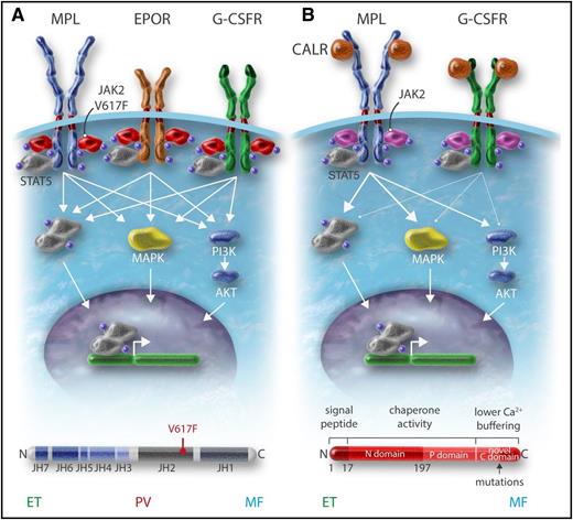 Figure 1. Role of cytokine receptors in the oncogenic properties of JAK2V617F and CALR mutants. (A) JAK2V617F activates signaling through the 3 main homodimeric receptors EPOR, MPL, and G-CSFR, which are involved in erythrocytosis, thrombocytosis, and neutrophilia, respectively. (B) The CALR mutants mainly activate MPL and at a low level the G-CSFR but not the EPOR, explaining the thrombocytosis associated with these mutants. Professional illustration by Somersault18:24.