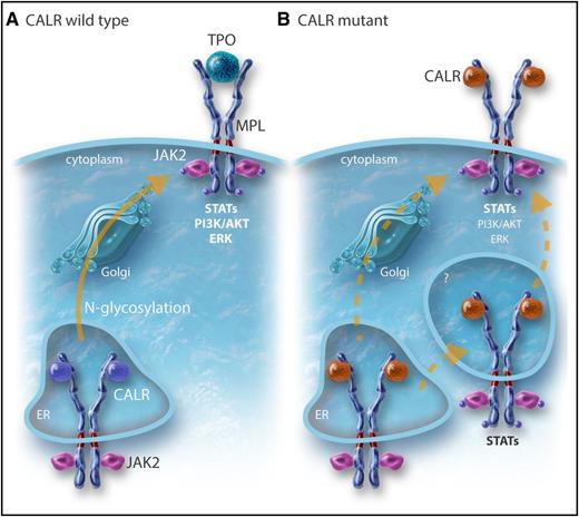 Figure 2. The CALR mutants bind and activate MPL. (A) WT CALR binds to MPL in the ER by interaction of its lectin domain with MPL N-glycosylation, controls the quality of the proteins, and then comes away from the receptor, which traffics to the cell surface mainly by the conventional route to the cell surface. A completely glycosylated MPL (mature form) is expressed at the cell surface where it binds TPO to be activated. CALR mutants bind to MPL in the ER by the same interaction as the WT but the interaction is reinforced by the new C terminus. (B) The mutant CALR remains bound to MPL and probably traffics to the membrane both conventionally and unconventionally (autophagosomes and pre-Golgi) to the membrane. This leads to the presence of an immature MPL form on which the mutant CALR is bound. Activation of MPL is dependent on the new C terminus and also takes place on the membrane (Stefan Constantinescu, W.V., unpublished results). In cell lines, this leads to activation of mainly the STAT pathway whereas the extracellular signal-regulated kinase (ERK) is slightly activated and the PI3K pathway even less. In cell lines, MPL that binds mutant CALR can only be slightly activated by TPO. Professional illustration by Somersault18:24.