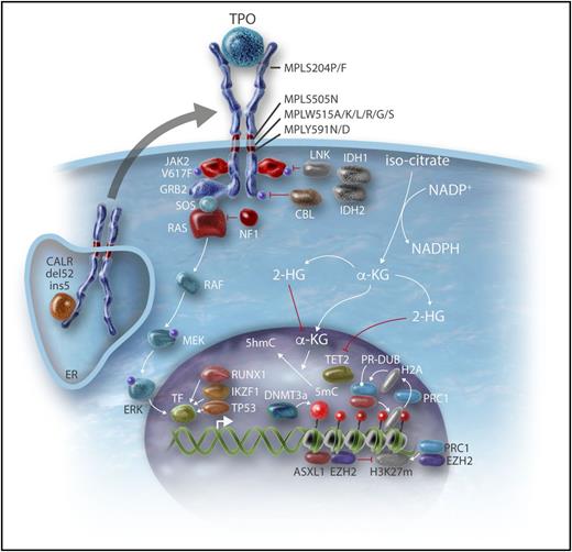 Figure 4. Genes involved in epigenetic regulation and leukemic transformation. The mechanisms by which the genes involved in the epigenetic regulation described in Table 1 lead to modifications in gene regulation are detailed. Some genes involved in leukemic transformation (N-Ras pathway and transcription factors such as p53, RUNX1) are also described. MEK, MAPK/ERK-kinase; RAF, rapidly accelerated fibrosarcoma; SOS, Son of Sevenless; TF, transcription factor. Professional illustration by Somersault18:24.