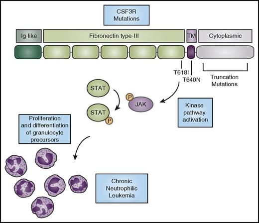 Figure 1. CSF3R mutations activate kinase signaling to promote the expansion of neutrophils. CSF3R has an N-terminal extracellular domain comprising an Ig-like domain (dark green) and fibronectin type-III repeats (light green). The T618I and T615A (not shown) mutations in the extracellular domain and the T640N mutation in the transmembrane domain (purple) cause ligand-independent receptor activation. Truncation mutations in the cytoplasmic domain (gray) cause increased cell-surface expression of the receptor. CNL-associated mutations in CSF3R cause activation of downstream kinase signaling pathways, such as the JAK/STAT pathway, ultimately driving neutrophil production. P, phosphorylation.