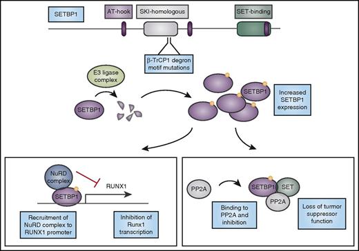 Figure 2. Mutations in SETBP1 cause protein overexpression and lead to loss of tumor suppressor function and altered myeloid transcription factor expression. CNL-associated mutations in SETBP1 occur in the β-TrCP1 degron motif. β-TrCP1 binding leads to formation of an E3 ligase complex to degrade SETBP1. Mutations in the degron motif therefore lead to SETBP1 overexpression, which can cause stabilization of its binding partner SET, and together they can inhibit the tumor suppressor PP2A. In addition, SETBP1 binds to the RUNX1 promoter and when overexpressed, it recruits the nucleosome remodeling deacetylase (NuRD) complex to the RUNX1 promoter, inhibiting transcription of this important myeloid regulator. AT-hook, DNA-binding motif that prefers AT-rich sequences; SKI, V-Ski avian sarcoma viral oncogene homolog.