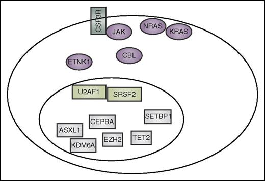 Figure 3. Summary of mutation currently reported to co-occur in CNL and aCML. These include CSF3R, other signaling genes (purple), spliceosome-associated genes (light green), and genes that have an impact on epigenetics and gene transcription (gray).