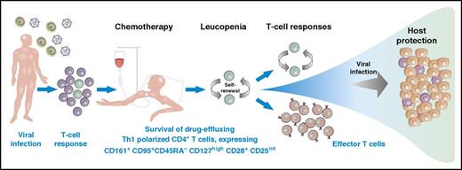 A subpopulation of T cells that express CD161+CD95+CD45RA–CD127hCD28+CD25int are prepared to survive chemotherapy through rapid efflux of toxins and to maintain host protection with a Th1 proinflammatory profile and high expansion potential. This memory T-cell subpopulation is resistant to chemotherapy because of selective expression of the multidrug transporter MDR1. They are quiescent but are capable of self-renewal and proliferation and can differentiate into other cell subsets. These cells express stem-cell–associated markers (c-kit), lack exhaustion markers such as CD57, and display relative quiescence with low Ki-67 expression. This particular subset of memory T cells might play a crucial role for immune reconstitution upon chemotherapy-induced lymphopenia, could be relevant for T-cell memory maintenance under normal conditions, and would be an attractive population for T-cell immunotherapy.