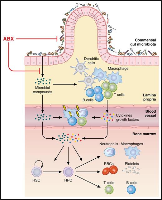 Gut microbiota sustains hematopoiesis. Compounds of the commensal gut microbiota stimulate lymphocytes, macrophages, and dendritic cells in the lamina propria, which, in concert, produce a series of extrinsic stimuli. Together, these microbial and cellular stimuli maintain tonic activity of hematopoietic stem cells (HSC) and hematopoietic progenitor cells (HPC) as well as lymphocytes, monocytes, and neutrophils. Hence, microbial compounds promote steady-state hematopoiesis and vigilance of the innate and adaptive immune system against bacterial and viral infections. Broad-spectrum antibiotic treatment (ABX) can disrupt the balance and diversity of commensal gut microbiota substantially, leading to impaired hematopoiesis and a higher susceptibility to infections. RBC, red blood cell. Professional illustration by Patrick Lane, ScEYEnce Studios.
