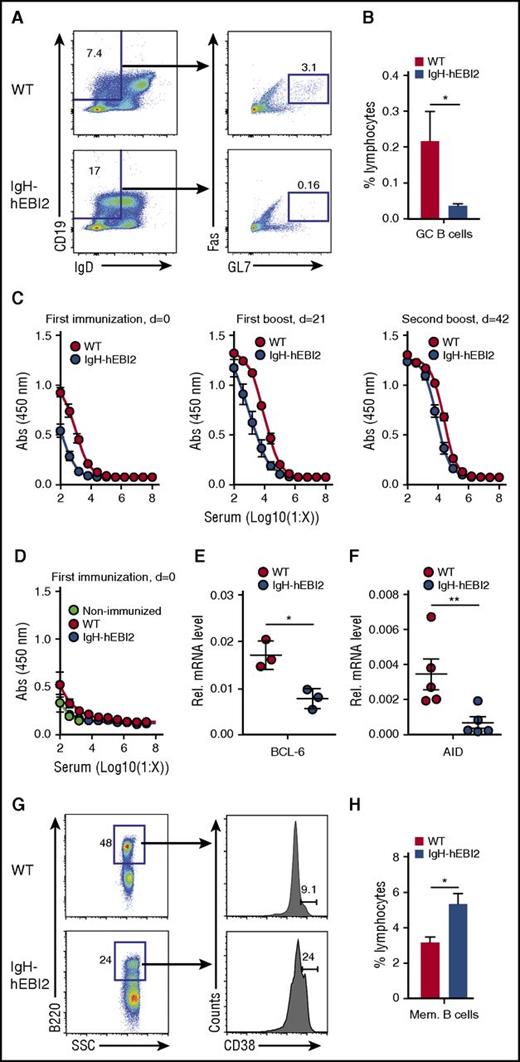 Figure 1. Reduced GC response in IgH-hEBI2 mice. (A). Gating scheme used to define the splenic CD19+IgDlowFas+GL7+ GC B-cell population. (B) Subsets of splenic GC B cells of young (13 weeks) WT and IgH-hEBI2 mice were analyzed by FACS as shown in panel A. Cells were gated on lymphocytes. The numbers of GC B cells are given as percentage of total lymphocytes. Data are mean ± standard error of the mean (SEM) of data from 5 to 6 mice. *P < .05 by the Student t test. (C). IgH-hEBI2 and WT mice were immunized with DNP-OVA precipitated in alum followed by boosters 21 and 42 days (d) later. The concentration of serum anti-DNP-OVA IgG1 in the mice was determined by ELISA in serum samples taken 2 weeks after the indicated time points. The results are mean ± SEM of data from 10 IgH-hEBI2 and 7 WT mice. P values for log 50% inhibitory concentration (IC50) values are .0037 and <.0001 for serum concentrations after the first immunization and the first boost, respectively. (D). IgH-hEBI2 and WT mice were immunized with DNP-OVA precipitated in alum. The concentration of serum anti-DNP-OVA IgM was determined by ELISA in serum samples taken 2 weeks after immunization. The results are mean ± SEM of data from 10 IgH-hEBI2 and 7 WT immunized mice and 3 nonimmunized control mice. (E). qPCR analysis of BCL-6 expression in spleen cells from 12- to 15-week-old IgH-hEBI2 and WT mice relative to the expression of the control gene, GAPDH. The results are mean ± SEM of data from 3 mice. *P < .05 by nonparametric Mann-Whitney test. (F). qPCR analysis of AID expression in spleen cells from 12- to 15-week-old IgH-hEBI2 and WT mice relative to the expression of the control gene, GAPDH. The results are mean ± SEM of data from 5 mice. **P < .01 by nonparametric Mann-Whitney test. (G). Gating scheme used to define splenic B220+CD38+ memory B cells in DNP-OVA immunized mice. (H). Number of memory B cells in spleens of DNP-OVA immunized WT and IgH-hEBI2. Mice were euthanized 2 weeks after the second booster immunization and spleens were used for FACS. The number of memory cells is given as percentage of total lymphocytes. The results are mean ± SEM of data from 10 IgH-hEBI2 and 7 WT mice. *P < .05 by Student t test. AID, activation-induced cytidine deaminase; SSC, side scatter.