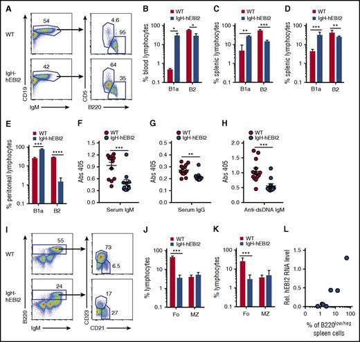Figure 2. Increased number of B1a cells in IgH-hEBI2 mice. (A). Gating scheme used to define CD19+IgM+B220lowCD5+ B1a and CD19+IgM+B220+CD5− B2 cell populations in spleen and blood. (B) B1a and B2 B-cell subsets in blood samples from 6- to 9-month-old WT and IgH-hEBI2 mice were analyzed by FACS as shown in panel A. Cells were gated on lymphocytes. The number of cells in the B-cell subsets is given as percentage of total leukocytes. The results are mean ± SEM of data from 3 mice. *P < .05 by Student t test. (C-D) Subsets of splenic B1a and B2 B cells of young (12-15 weeks) (C) and old (16-18 months) (D) WT and IgH-hEBI2 mice were analyzed by FACS as shown in panel A. Cells were gated on lymphocytes. The numbers of cells in the B1a and B2 B-cell subsets are given as percentage of total lymphocytes. Data are mean ± SEM of data from 3 to 9 mice. **P < .01 and ***P < .001 by Student t test. (E). Subsets of B1 and B2 B cells in the peritoneum of young (13 weeks) WT and IgH-hEBI2 mice were analyzed by FACS as shown in panel A. Cells were gated on lymphocytes. The numbers of cells in the B1a and B2 B-cell subsets are given as percentage of total lymphocytes. Data are mean ± SEM of data from 5 mice. ***P < .001 and ****P < .0001 by Student t test. (F-H) The concentration of serum IgM (F), IgG (G), and anti-dsDNA IgM (H) in IgH-hEBI2 and WT mice was determined by ELISA. The results are mean ± SEM of data from 13 IgH-hEBI2 and 12 WT mice. **P < .01 and ***P < .001 by Student t test. (I) Gating scheme used to define splenic B220+IgM+CD21+CD23− MZ and B220+IgM+CD21−CD23+ follicular B-cell subsets. (J-K) Subsets of splenic follicular (Fo.) and MZ B cells of young (12-15 weeks) (J) and old (16-18 months) (K) WT and IgH-hEBI2 mice were analyzed by FACS as shown in panel I. Cells were gated on lymphocytes. The numbers of cells in the follicular and MZ B-cell subsets are given as percentage of total lymphocytes. Data are mean ± SEM of data from 3 to 9 mice. ***P < .001 by Student t test. (L) Correlation of the numbers of CD19+/B220low/− B cells as determined by FACS and hEBI2 expression as determined by qPCR in 7 IgH-hEBI2 founder mice. Pearson correlation coefficient is 0.96 with P = .0005.