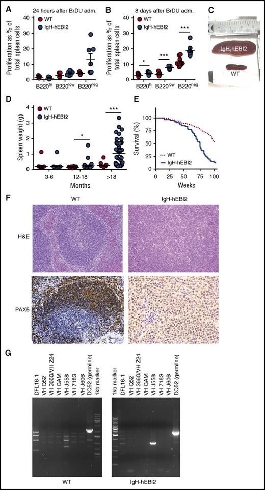 Figure 3. Increased proliferation of B cells and lymphoma development in IgH-hEBI2 mice. (A-B). BrdU incorporation after 24 hours (A) and accumulation after 8 days (B) in CD19+/B220hi, CD19+/B220low, and CD19+/B220− IgH-hEBI2 and WT spleen cells as detected by FACS. The proliferation is shown as percentage of BrdU incorporation in the total spleen cell population. The results are mean ± SEM of data from 5 to 9 young (12-15 weeks) mice. *P < .05 and ***P < .001 by Student t test. (C). Picture of spleens from age-matched IgH-hEBI2 (top spleen) and WT (bottom spleen) animals. The spleens shown are representative of cases from 16-month-old animals. (D) Spleen weight in IgH-hEBI2 and WT mice over time. The results are data from 14 to 40 mice. *P < .05 and ***P < .001 by Student t test. (E) Kaplan-Meier survival plot of IgH-hEBI2 and WT mice. P < .001. (F) Representative histologic sections from an IgH-hEBI2 lymphoma mouse and an age-matched WT mouse (16 months old). All samples are stained with H&E (original magnification ×100) or PAX5 (B-cell marker) (original magnification ×200 and ×400 for WT and IgH-hEBI2 sections, respectively). (G) PCR analysis of clonality in IgH-hEBI2 mice. The analysis was done with JH4-1 reverse primer for all lanes and forward primers specific for V or D segments as noted above the individual lanes.