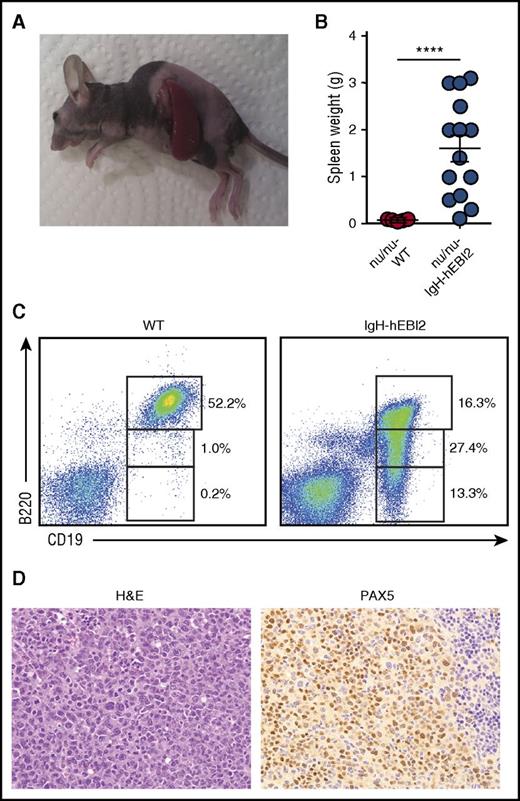 Figure 4. Lymphoma cells from IgH-hEBI2 animals can be transferred to and survive in nude mice. (A) Picture of a B6-ν/ν mouse injected with lymphoma cells from a 16-month-old IgH-hEBI2 mouse. The picture is representative of mice injected with lymphoma spleen cells from IgH-hEBI2 mice. (B) Spleen weights of B6-ν/ν mice injected with spleen cells from age-matched control WT mice and lymphoma IgH-hEBI2 mice. The results are data from 10 to 14 mice. ****P < .0001 by Student t test. (C) Representative plot of surface expression of B220 and CD19 on spleen cells from B6 nude mice injected with lymphoma cells from IgH-hEBI2 mice and spleen cells from WT mice and quantification of CD19+/B220hi, CD19+/B220low, and CD19+/B220− B-cell subsets as determined by FACS. (D) Representative histologic section from an B6-ν/ν mouse injected with spleen cells from a IgH-hEBI2 lymphomatic mice. The sample is stained with H&E or PAX5 (B-cell marker) (original magnification ×400).