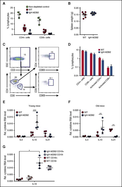 Figure 5. Splenic T cells are not activated in IgH-hEBI2 mice, but increased levels of the B1 B-cell–secreted IL-10 are observed. (A) CD4+ and CD8+ T cells were depleted by injection of antibodies against CD4, CD8, and Thy1. The percentage of CD4+ and CD8+ cells in WT and IgH-hEBI2 mice were measured by FACS. The results are given as percentage of total spleen cells and are mean ± SEM of data from 6 T-cell–depleted IgH-hEBI2 and WT mice and 3 nondepleted control mice. (B) Spleen weight of WT and IgH-hEBI2 mice after 4 weeks of T-cell–depleting injections with antibodies against CD4, CD8, and Thy1. The results are given as mean ± SEM of data from 6 T-cell–depleted IgH-hEBI2 and WT mice. (C) Gating scheme for activated T cells. (D) Spleen cells from 12- to 15-week-old WT and IgH-hEBI2 mice were analyzed for the presence of the T-cell activation marker CD69 by FACS. Numbers indicate the percentage of cells falling into each gate as shown in panel C. The results are mean ± SEM of data from 5 WT and 6 IgH-hEBI2 mice. (E-F) qPCR analysis of IL-4, IL-10, and IL-21 expression in spleen cells from young (12-15 weeks) (E) and old (16-18 months) (F) IgH-hEBI2 and WT mice relative to the expression of the control gene GAPDH. The results are mean ± SEM of data from 4 mice. **P < .01 and ***P < .001 by the nonparametric Mann-Whitney test. (G) qPCR analysis of IL-10 expression in CD19-enriched and -depleted spleen samples from 12- to 15-week-old IgH-hEBI2 and WT mice relative to the expression of the control gene, GAPDH. The results are mean ± SEM of data from 4 mice. *P < .05 by the nonparametric Mann-Whitney test.