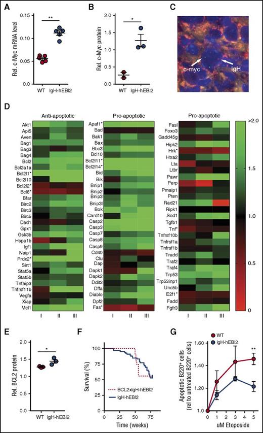 Figure 6. Increased oncogene expression and resistance to apoptosis in IgH-hEBI2 mice. (A) qPCR analysis of c-Myc transcript levels in splenic B220+ cell populations from IgH-hEBI2 and WT mice relative to the expression of the control gene GAPDH. The results are mean ± SEM of data from 5 mice. **P < .01 by the nonparametric Mann-Whitney test. (B) Quantification of expression of c-Myc protein in spleen B220+ cells from IgH-hEBI2 and WT mice as determined by western blot. The results are mean ± SEM of data from 2 to 3 mice. *P < .05 by Student t test. (C) FISH analysis of IgH and c-Myc localization in IgH-hEBI2 mice. The IgH allele is labeled with biotin and detected with streptavidin–AlexaFluor 568 (red). c-Myc is labeled with digoxygenin and detected with anti-Dig-FITC (green). The nuclei are stained with DAPI (blue). Image taken with a ×100 oil immersion objective magnification. (D) Heatmap of 93 anti- and proapoptotic genes and their expression in B220+ cells in young (12-15 weeks) IgH-hEBI2 in relation to the corresponding transcription in age-matched WT mice. Data shown from 3 IgH-hEBI2 mice. *P < .05 by Student t test. (E) Quantification of expression of BCL-2 protein in spleen B220+ cells from IgH-hEBI2 and WT mice as determined by western blot. The results are mean ± SEM of data from 2 to 3 mice. *P < .05 by Student t test. (F) Kaplan-Meier plot of IgH-hEBI2 and BCL-2xIgH-hEBI2 mice. The curves show data from 66 (IgH-hEBI2) and 9 (BCL-2xIgH-hEBI2) mice. (G) Etoposide (topoisomerase II inhibitor) induced apoptosis in spleen B220+ cells from IgH-hEBI2 and WT mice as determined by FACS with the late apoptotic marker propidium iodide. The results are given as fold increase in apoptotic cells compared with untreated cells and shown as mean ± SEM of data from 5 mice. **P < .01 by Student t test.