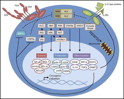Figure 1. NPM-ALK signals through the T-cell receptor (TCR), IL-2-type cytokine, and STAT3 pathways. Aberrant NPM-ALK kinase activity hijacks key cell signaling pathways physiologically activated by TCR and IL-2 signaling pathways. Epigenetic silencing of the tumor suppressor genes SHP-1, STAT5a, and IL-2Rg by STAT3-activated DNA methyltransferases (DNMTs) inhibits the downregulation of NPM-ALK. Dashed lines reflect loss of expression and function as a result of epigenetic gene silencing. Transcriptional targets directly downstream of these signaling pathways include key transcription factors and other cell cycle and apoptosis regulators that normally promote growth and survival but lead to oncogenesis in ALK+ ALCL. Other direct transcriptional targets include histologic markers (CD30, CD274), immunosuppressive cytokines (IL10, TGFβ), and angiogenic factors (HIF1α). Phosphoproteomic analysis has revealed that in addition to modulating important signaling pathways, NPM-ALK alters key metabolic pathways through phosphorylation, such as that of the rate-limiting enzyme pyruvate kinase, whose phosphorylation inactivates the enzyme promoting a shift from aerobic to anaerobic glycolysis.