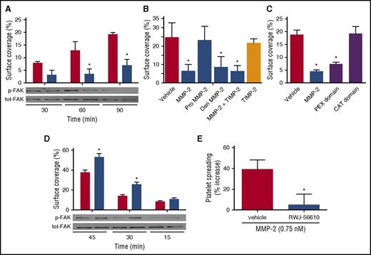 Figure 3. Effect of MMP-2 on the spreading and FAK phosphorylation of αIIbβ3-expressing CHO cells and platelets. (A) CHO-αIIbβ3 cells were pretreated with active MMP-2 (0.75 nM) (blue columns) or vehicle (red columns) for 5 minutes and then layered on a fibrinogen-coated surface for 30, 60, or 90 minutes at 37°C. Spreading was assessed as the percentage of surface covered and FAK phosphorylation by western blotting, and bands were measured using QUANTISCAN software. Data represent means ± SEM (n = 3); *P < .05 vs vehicle. (B) CHO-αIIbβ3 cells were pretreated with active MMP-2 (0.75 nM) or pro-MMP-2, heat denatured (Den) MMP-2, MMP-2 treated with TIMP-2 (47.5 nM), TIMP-2 alone, or vehicle for 5 minutes and then layered on a fibrinogen-coated surface for 60 minutes at 37°C. Spreading was assessed as the percentage of surface covered. Data represent means ± SEM (n = 4); *P < .05 vs vehicle. (C) CHO-αIIbβ3 cells were pretreated with active MMP-2 (0.75 nM) or the PEX domain or the catalytic (CAT) domain of MMP-2 (0.75 nM) for 5 minutes and then layered on a fibrinogen-coated surface for 60 minutes at 37°C. Spreading was assessed as the percentage of surface covered. Data represent means ± SEM (n = 3); *P < .05 vs vehicle. (D) Gel-filtered human platelets were pretreated with active MMP-2 (0.75 nM) (blue columns) or vehicle (red columns) for 5 minutes and then layered on a fibrinogen-coated surface for 15, 30, or 45 minutes at room temperature. Spreading was assessed as the percentage of surface covered and FAK phosphorylation by western blotting, and bands were measured using QUANTISCAN software. Data represent means ± SEM (n = 3); *P < .05 vs vehicle. (E) Gel-filtered human platelets were pretreated with active MMP-2 (0.75 nM) for 5 minutes, in the absence or presence of RWJ-56610 (1uM), and then layered on a fibrinogen-coated surface for 30 minutes at room temperature. Results are reported as percent increase in spreading compared with MMP-2-untreated platelets. Data represent means ± SEM (n = 4); *P < .05 vs vehicle.