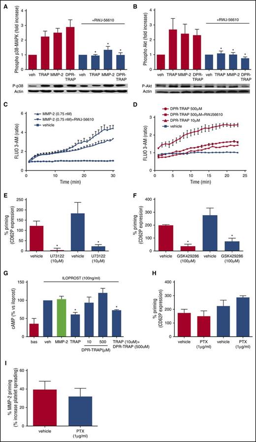 Figure 5. Signaling triggered by MMP-2 and DPR-TRAP in human platelets. (A) Platelets were incubated with MMP-2 (0.75 nM), TRAP (10 µM), DPR-TRAP (500 µM), or vehicle (veh) for 5 minutes at 37°C, without (red columns) or with (blue columns) RWJ-56610 (1 µM). Phospho-p38 MAPK was assessed by western blotting, and bands were analyzed using QUANTISCAN software. Data represent means ± SEM (n = 3); *P < .005 vs without RWJ-56610. (B) Platelets were incubated with MMP-2 (0.75 nM), TRAP (10 µM), DPR-TRAP (500 µM), or vehicle (veh) for 5 minutes at 37°C, without (red columns) or with (blue columns) RWJ-56610 (1 µM). Phospho-Akt was assessed by western blotting, and bands were analyzed using QUANTISCAN software. Data represent means ± SEM (n = 4); * P < .005 vs without RWJ-56610. (C) Changes in cytosolic free Ca2+ in 5 mM fluo-3–labeled platelets activated with 0.75 nM MMP-2 in the absence or presence of 1 µM RWJ-56610. The agonists were added, and changes in green fluorescence over time were measured in 5 mM fluo-3–loaded GFPs. Data represent means ± SEM (n = 4). (D) Changes in cytosolic free Ca2+ in 5 mM fluo-3–labeled platelets activated with DPR-TRAP (10 and 500 µM) in the absence or presence of RWJ-56610 (1 µM). Agonists were added and changes in green fluorescence in function of time were measured. Data represent means ± SEM (n = 4). (E) Gel-filtered platelets were preincubated with active MMP-2 (0.75 nM) (red columns) or DPR-TRAP (500 µM) (blue columns) for 5 minutes and then activated with a subthreshold dose of convulxin (1.8 ng/mL) in the presence or absence of U73122 (10 µM). Results are reported as percent increase in CD62P expression vs convulxin. Data represent means ± SEM (n = 5); *P < .05 vs vehicle. (F) Gel-filtered platelets were preincubated with active MMP-2 (0.75 nM) (red columns) or DPR-TRAP (500 µM) (blue columns) for 5 minutes and then activated with a subthreshold dose of convulxin (1.8 ng/mL) in the presence or absence of GSK429286 (100 µM). Results are reported as percent increase in CD62P expression vs convulxin. Data represent means ± SEM (n = 4); *P < .05 vs vehicle. (G) Gel-filtered platelets were preincubated with iloprost (100 ng/mL) for 2 minutes before addition of vehicle (veh), MMP-2 (0.75 nM), TRAP-6 (10 µM), DPR-TRAP (10 and 500 µM), and TRAP-6 (10 µM) plus DPR-TRAP (500 µM). The reaction was stopped after 5 minutes by centrifugation at 12 000g for 2 minutes, pellets were lysed by 0.1 N HCl, and the supernatant was analyzed for cAMP using a competition-based assay. Data represent means ± SEM (n = 4); *P < .05 vs vehicle. (H) Gel-filtered platelets were pretreated with active MMP-2 (0.75 nM) (red columns) or DPR-TRAP (500 µM) (blue columns) for 5 minutes and then activated with a subthreshold dose of convulxin (1.8 ng/mL) without or with 1 µg/mL PTX. Results are reported as percent increase in CD62P expression vs convulxin. Data represent means ± SEM (n = 3); *P < .05 vs vehicle. (I) Gel-filtered platelets were pretreated with active MMP-2 (0.75 nM) without (red columns) or with (blue columns) PTX (1 µg/mL) and then induced to adhere on a fibrinogen-coated surface for 30 minutes. Results are reported as percent increase of platelet spreading. Data represent means ± SEM (n = 3).