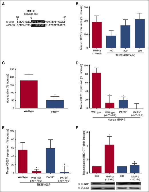 Figure 6. Human active MMP-2 and mouse PAR3 TIKSFNGGP peptide potentiate mouse platelet activation. (A) Alignment of human PAR1 and mouse PAR3 exodomains (h, human; m, mouse). (B) Washed mouse platelets were preincubated with active MMP-2 (1.5 nM) or TIKSFNGGP peptide (100-500 µM) for 5 minutes and then activated with a subthreshold dose of convulxin (10 ng/mL). Results are reported as percent increase CD62P expression vs convulxin. Data represent means ± SEM (n = 5). (C) Washed platelets from wild-type (WT) and PAR3−/− mice were pretreated with active MMP-2 (1.5 nM) for 5 minutes and then activated with a subthreshold dose of convulxin (10 ng/mL), and aggregation was followed for 5 minutes. Results are reported as percent increase light transmission aggregometry vs convulxin. Data represent means ± SEM (n = 10); *P < .05 vs WT. (D) Washed platelets from wild-type (WT) (red columns) and PAR3−/− (blue columns) mice were pretreated with active human MMP-2 (1.5 nM) for 5 minutes, without or with tcY-NH2 (1 mM), and then activated with subthreshold dose of convulxin (10 ng/mL). Results are reported as percent increase CD62P expression vs convulxin. Data represent means ± SEM (n = 6); *P < .05 vs WT without tcY-NH2. (E) Washed platelets from WT (red columns) and PAR3−/− (blue columns) mice were pretreated with TIKSFNGGP (500 µM) for 5 minutes, without or with tcY-NH2 (1 mM), and then activated with a subthreshold dose of convulxin (10 ng/mL). Results are reported as percent increase in CD62P expression vs convulxin. Data represent means ± SEM (n = 4); *P < .05 vs WT without tcY-NH2; #P < .05 vs PAR3−/− without tcY-NH2. (F) Washed platelets from wild-type (red columns) and PAR3−/− (blue columns) mice were pretreated with human active MMP-2 (1.5 nM) for 5 minutes at 37°C, and platelets were lysed. Rho-GTP and total Rho were assessed by western blot analysis, and bands were measured using QUANTISCAN software. Data represent means ± SEM (n = 4); *P < .05 vs WT baseline; #P < .05 vs WT MMP-2.