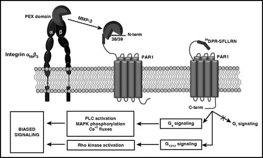 Figure 7. Schematic model of the mechanism of the modulation of platelet signaling by MMP-2. MMP-2, through the PEX domain, interacts with integrin αIIbβ3 on the platelet surface. This interaction facilitates the cleavage of the extracellular domain of PAR1 at the acid aspartic 39 N terminus. MMP-2 cleavage generates an N-terminal (39DPR-TRAP) that interacting with the receptor pocket induces PAR1 biased signaling. In particular, MMP-2 activates the Gq pathway, inducing PAR1-dependent p38-MAPK phosphorylation, phospholipase C (PLC) activation, and Ca+2 fluxes, and the G12/13 pathway, inducing Rho kinase activation, but not the Gi pathway.