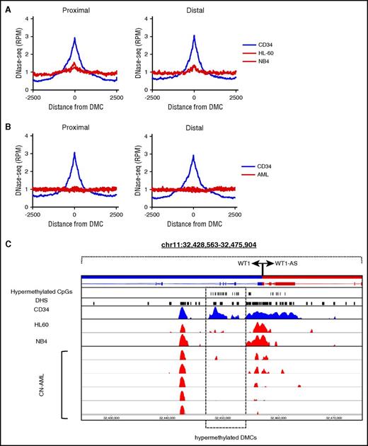 Figure 3. Chromatin accessibility is reduced at hypermethylated sites. (A) Chromatin accessibility measured by DNase-seq across hypermethylated TSS proximal and TSS distal DMCs in CD34+ cells (blue) and the AML cell lines HL-60 and NB4 (red). (B) Chromatin accessibility across hypermethylated sites in CD34+ cells (blue) and CN-AML patients (red). (C) An example of a silenced DHS in the WT1 gene body, which is accessible in CD34+ cells (blue) and inaccessible in HL-60, NB4, and CN-AML patients (red). RPM, reads per million.