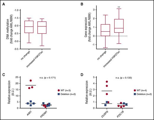 Figure 7. Enhancer hypomethylation and activation is associated with increased target gene expression in CN-AML patients. (A) DNA methylation fold change between progenitors and CN-AML at hypomethylated CAGE enhancers that show no change or gain H3K27ac. (B) Gene expression of enhancer target genes in CN-AML relative to NBM shows increased expression relative to NBM. This increased expression is significantly greater at target genes of hypomethylated enhancers that show increased H3K27ac (Student t test P ≤ .01). (C-D) CRISPR-cas9 deletion of 2 candidate enhancers showing reduced trend of target gene expression in homozygous deletion clones (blue squares) relative to wild-type clones (red circles) of target genes in KG1a cells. A.U., arbitrary unit; n.s., not significant; WT, wild-type.