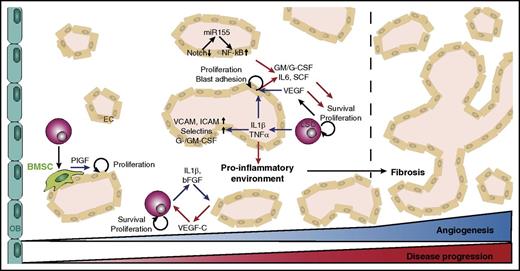 Figure 1. Role of BM blood vessels in myeloid malignancies. Angiogenesis increases during progression of myeloid malignancies and is particularly associated with fibrotic stages of the disease. Leukemic cells produce angiogenic factors such as VEGF and inflammatory cytokines (blue arrows) to stimulate proliferation of ECs, expression of adhesion molecules, and secretion of angiocrine factors. EC-derived angiocrine factors (red arrows) stimulate leukemic cell proliferation and survival, triggering a vicious cycle to remodel the BM into a self-reinforcing niche. OB, osteoblast.