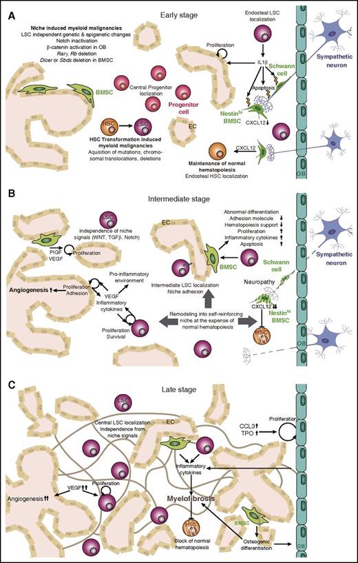 Figure 2. Microenvironmental changes during leukemogenesis. In the BM niche, HSC function is tightly controlled by a specialized microenvironment comprising sympathetic neurons, BMSCs, OBs, and ECs. (A) During early stages of myeloid malignancies, HSPCs acquire genetic alterations that transform them into LSCs. These mutations also create a proinflammatory environment that damages sensitive elements of the microenvironment, such as Schwann cells and their associated nerve terminals. (B) During intermediate stages of the disease, the environment remodels into a self-reinforcing niche that interferes with normal hematopoiesis. LSCs become independent of niche signals and localize more centrally in the BM. MSCs acquire an abnormal phenotype, and angiogenesis increases as a result of high VEGF and cytokine levels. (C) Late stages of the disease are characterized by a proinflammatory environment and myelofibrosis, high blood vessel density, and central LSC localization. Rarγ, retinoic acid receptor γ; Rb, retinoblastoma protein; TPO, thrombopoeitin.