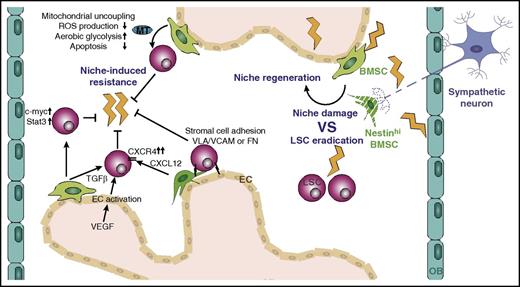 Figure 3. Protection of LSCs from chemotherapy by the microenvironment. Chemotherapy eradicates LSCs but at the same time damages multiple cell types of the niche and triggers subsequent niche regeneration. Prolonged treatment induces the development of resistance mechanisms, some of which are mediated by niche cells, including BMSCs and ECs. MT, mitochondria; FN, fibronectin.