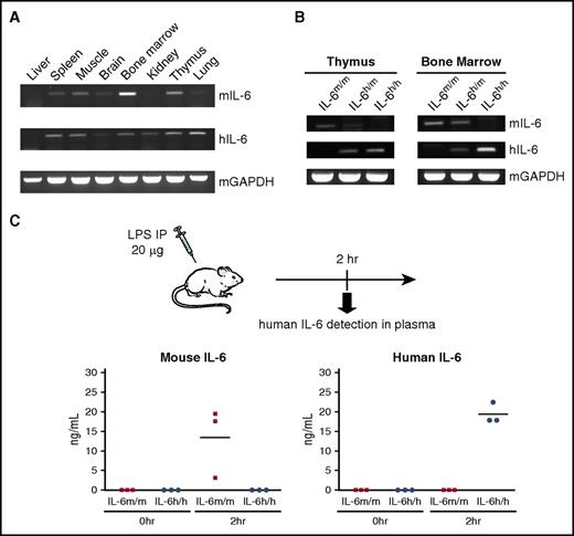 Figure 1. Validation of human IL-6 expression in knock-in mice. (A) RT-PCR analysis of human IL-6 (hIL-6) and mouse IL-6 (mIL-6) expression in different tissues of a Rag2−/−Il2rg−/−IL6h/m mouse. mGAPDH served as an endogenous control. (B) RT-PCR analysis of mIL-6 and hIL-6 expression in thymus (left) and BM (right) of Rag2−/−Il2rg−/−IL-6m/m, IL-6m/h, and IL-6h/h mice. (C) ELISA measurement of mouse (left) and human (right) IL-6 protein in plasma of non-engrafted IL-6m/m or IL-6h/h mice after LPS challenge (in ng/mL, n = 3). Each dot represents 1 mouse. Horizontal bars indicate mean values.