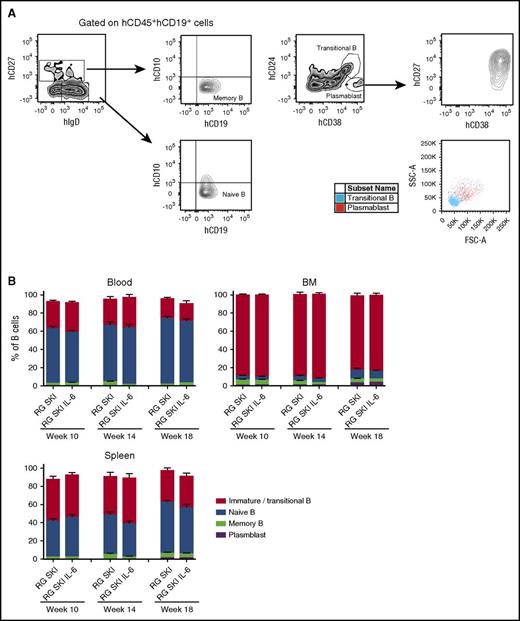Figure 3. Characteristics of human CD19+ cells recovered from blood, BM, and spleen of RG SKI and RG SKI IL-6 mice. (A) Gates used for identification of human naïve, memory, transitional/immature, or plasmablast B cells by flow cytometry based on the expression of hCD27, hCD10 hIgD, hCD24, and hCD38. Plasmablasts also have large cell size measured by forward scatter (FSC)/side scatter (SSC). (B) Relative abundance of each B-cell subset compared between two mouse strains at different time points. Two independent experiments were performed and the results were pooled. Data represent the mean ± SEM (n = 12-15 per group) and were analyzed by two-way ANOVA, Tukey’s multiple comparisons test.