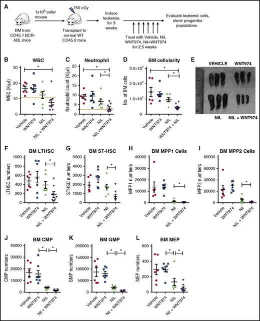 Figure 4. WNT974 in combination with nilotinib significantly reduces leukemic stem and progenitor cells in the BM and spleen of transgenic BCR-ABL mice. (A) BCR-ABL expression was induced in SCL-tTA-BCR-ABL mice by tetracycline withdrawal. BM cells were obtained 3 weeks after induction and transplanted into wild-type FVB/N recipient mice irradiated at 750 cGy (106 cells/mouse; 6-8 mice/group). Three weeks posttransplantation, treatment with vehicle, NIL (50 mg/kg), WNT974 (5 mg/kg), or a combination was initiated. PB WBC counts (B), PB neutrophil counts (C), BM cellularity (D), spleen size (E), absolute number of LTHSC (F), STHSC (G), MPP1 (H), MPP2 (I), CMP (J), GMP (K), and MEP (L) in the BM were evaluated after 2.5 weeks after drug treatment. Error bars represent mean ± SEM. *P < .05.