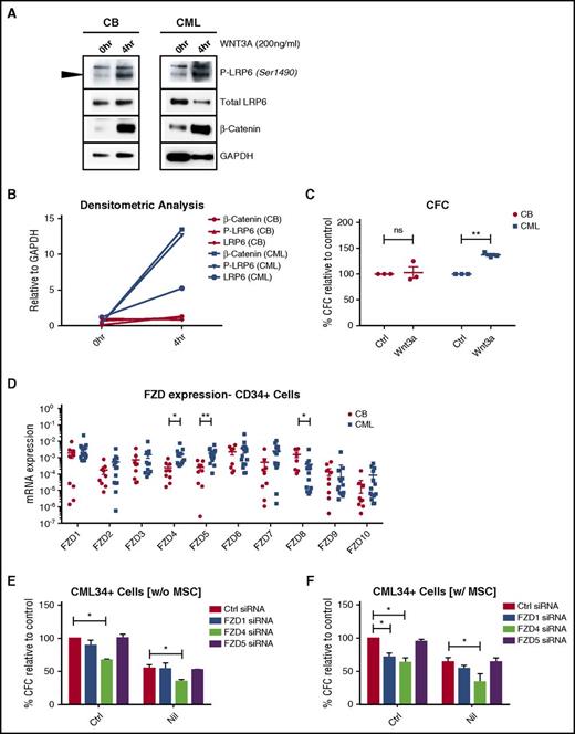 Figure 6. Enhanced Wnt sensitivity of CML in comparison with normal stem/progenitor cells. (A) Normal and CML CD34+ cells were cultured in recombinant Wnt3A (200 ng/mL), and cells were harvested after 4 h for Western blotting for P-LRP6, LRP6, β-catenin, and GAPDH. (B) Results of densitometry analysis are shown. (C) Normal (CB) and CML CD34+ cells (n = 3) cultured in recombinant Wnt3A (200 ng/mL) were plated in methylcellulose assay, following which colonies were counted after 2 weeks of culture. (D) Results of qPCR analysis was performed for FZD genes in normal and CML CD34+ cells. CML CD34+ cells (n = 3) transfected with control siRNA, FZD1 siRNA, FZD4 siRNA, and FZD5 siRNA were cultured with or without NIL in the absence (E) or presence of MSC (F), for 4 days, following which CFC frequency was analyzed in methylcellulose progenitor assays. Error bars represent mean ± SEM. *P < .05; **P < .01. CB, cord blood.