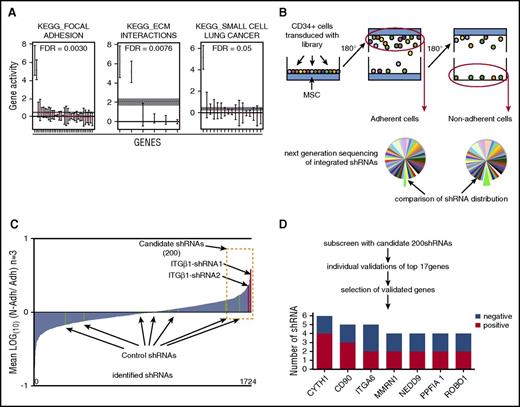 Figure 1. Gravity adhesion assay to screen for adhesion mediators in human HSPCs. (A) Quantitative set analysis for gene expression showing significantly enriched gene sets, according to KEGG annotations, in adherent vs nonadherent CD34+ cells. The dotted horizontal line indicates the average log fold change for each gene set. (B) Overview of the screening procedure where the gravity adhesion assay was used to isolate adherent and nonadherent human HSPC populations. (C) Ratios of normalized shRNA counts in nonadherent vs adherent cell fractions for all shRNAs detected in the primary screen. (D) Steps to identify candidate genes. The bottom diagram shows all genes for which 2 or more shRNAs scored positively in the validation assays (ie, reduced adhesion). ITGβ1, integrin β1.