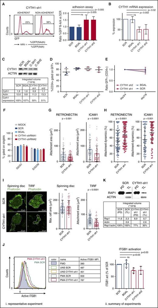 Figure 2. CYTH1 regulates adhesion of human HSPCs through integrins. (A) CD34+ cells were transduced with CYTH1 shRNAs from a GFP-expressing vector and subjected to the adhesion assay. Representative FACS histograms showing GFP levels in adherent and nonadherent cells (left) and quantification of the ratios GFP frequencies expressing cells (right) from the adherent and nonadherent cell fractions; n = 4. (B) CYTH1 knockdown efficiency from CYTH1-sh1 and CYTH1-sh2 by quantitative polymerase chain reaction (n = 3). (C) CYTH1 knockdown efficiency from CYTH1-sh1 and CYTH1-sh2 by western blot (n = 1). (D) CD34+ cells transduced with SCR, β-galactosidase (BGAL), CYTH1-sh1, and CYTH1-sh2 were followed up with flow cytometry for maintenance of CD34 and GFP expression on day 4 after transduction (n = 4). (E) CD34+ cells transduced with SCR, BGAL, CYTH1-sh1, and CYTH1-sh2 were followed up with flow cytometry for maintenance of CD34 and GFP expression on day 3 or 4 and 7 or 8 after transduction (n = 5). (F) Nontransduced (mock), SCR, BGAL, CYTH1-sh1, and CYTH1-sh2 transduced CD34+ cells were assessed for cell cycle status (n = 2). (G) Average attachment area of transduced CD34+ cells plated onto RN and ICAM1-covered surface analyzed with IRM (n = 3). (H) Attachment dynamics (difference between maximum and minimum attachment area over time) analyzed with IRM (n = 3). (I) Representative photos from spinning disc confocal and total internal reflection fluorescence (TIRF) microscope of SCR and CYTH1-sh1 transduced CD34+ cells plated on RN (left) and summary of cell area analysis (n = 2) (right). (J) Representative FACS analysis of active ITGβ1 cell-surface expression in unstimulated (UNS) and PMA-stimulated (PMA) CD34+ cells transduced with SCR and CYTH1-sh1 (i). Table on the right summarizes the data from this experiment. “FMO” row depicts fluorescence minus 1 (FMO) control. A summary of 4 experiments on ITGβ1 activation including the representative experiment is shown on the right (ii). (K) Activation of Rap1 was analyzed in PMA-stimulated SCR and CYTH1-sh1 transduced cells. CYTH1-sh1, CYTH1-shRNA1; CYTH1-sh2, CYTH1-shRNA2; MFI, mean fluorescence intensity; PD, pull down; TL, total lysate.