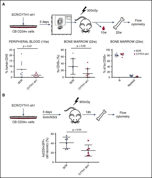 Figure 3. CYTH1 knockdown decreases long-term engraftment of CD34+ cells in NSG mice and impairs homing to bone marrow. (A) Outline for the in vivo assessment of CD34+ cells long-term engraftment capacity (upper). Analysis of human chimerism in mice transplanted with SCR and CYTH1-sh1 transduced cells (lower). Data accumulated from 2 independent experiments. Lineage distribution is shown only for recipients with at least 1% of human engraftment. (B) Outline for the assessment of CD34+ cells’ homing capacity. Analysis of human chimerism 18 hours following intravenous injection of transduced cells. Data accumulated from 2 independent experiments.