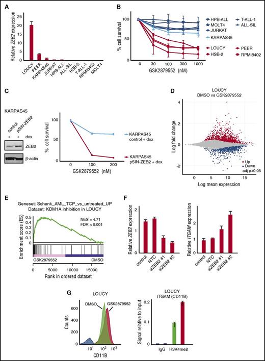 Figure 3. Human T-ALL cell lines with high ZEB2 levels are sensitive to KDM1A inhibition. (A) Relative mRNA expression in a panel of human T-ALL cell lines analyzed by quantitative PCR. (B) Cell viability of human T-ALL cell lines with variable expression of ZEB2 mRNA after 12 days administration of the KDM1A inhibitor GSK2879552. The average and standard deviation of 2 independent experiments is plotted. (C) Cell viability of KARPAS-45 with doxycycline (dox)–inducible overexpression of ZEB2 vs parental line after 12 days of GSK2879552 administration. Western blot demonstrating level of dox-inducible ZEB2 overexpression (left); % of cell viability (right). (D) Differential gene expression after KDM1A inhibition (48 hours, 100 nM GSK2879552) in LOUCY (adjusted P value <.05, triplicates). (E) Preranked GSEA using probe set of genes upregulated upon KDM1A inhibition by tranylcypromine (TCP) in human AML cell lines.32 (F) ZEB2 and ITGAM mRNA expression levels upon siRNA-mediated ZEB2 knockdown in LOUCY cells (100 nM GSK2879552, 72 hours). (G) Analysis of CD11B protein expression by flow cytometry after KDM1A inhibition (100 nM GSK2879552, 72 hours) correlated with increased H3K4me2 levels at ITGAM promoter analyzed by ChIP.