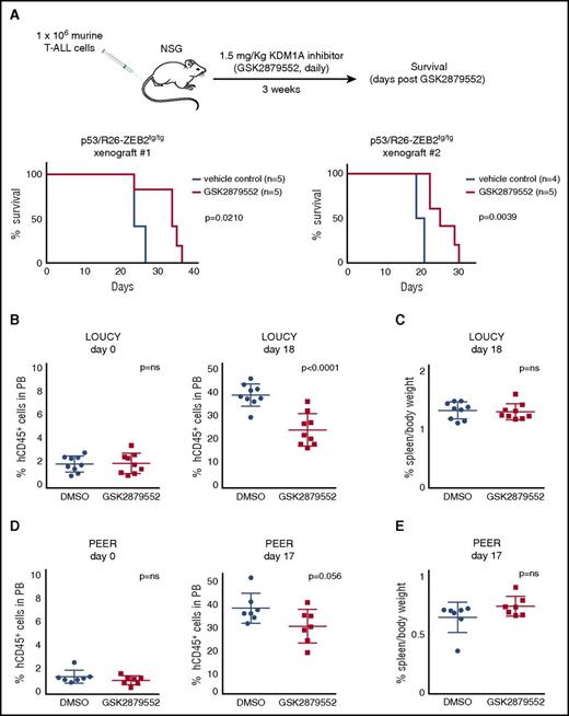 Figure 4. In vivo activity of KDM1A inhibitors on high Zeb2 expressing murine and human T-ALL. (A) Kaplan-Meier survival curves of NSG mice injected with 2 P53/R26-Zeb2tg/tg murine tumor lines with and without 3 weeks of GSK2879552 administration (1.5 mg/kg bodyweight). (B) Percentage of hCD45+ T-ALL cells in peripheral blood of NSG mice xenotransplanted with LOUCY human T-ALL cells, before and after 18 days of GSK2879552 administration (1.5 mg/kg bodyweight) vs DMSO. (C) Percent spleen weight after 18 days of KDM1A inhibition (1.5 mg GSK2879552/kg bodyweight) vs DMSO. (D) Percentage of hCD45+ T-ALL cells in peripheral blood of NSG mice xenotransplanted with PEER human T-ALL cells, before and after 17 days of GSK2879552 administration (1.5 mg/kg bodyweight) vs DMSO. (E) Percent spleen weight after 17 days of KDM1A inhibitor administration (1.5 mg/kg bodyweight) vs DMSO.