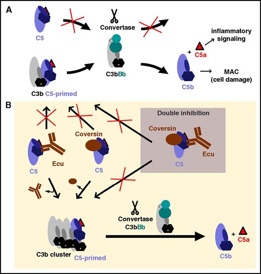Figure 6. Hypothetical model of C5 activation and inhibition. (A) Adaptation of a model of C5 activation proposed by Jore et al.13 The scissile bond in C5 (located near the anaphylatoxin domain, C5a, which is depicted as a red triangle) is not readily accessible in free C5 for proteolytic activation by the convertase C3bBb. When C5 binds to C3b molecules, it undergoes a conformational change (a “priming event”) that renders the scissile bond accessible for proteolytic activation by a nearby convertase. (B) C5 inhibitors stabilize the unproductive C5 conformation, thus hindering the conformational priming event and, thus, the proteolytic activation of C5. However, surfaces bearing densely packed C3b molecules can compete (to some extent) with C5 inhibitors for C5 priming (ie, binding and conformational reorientation), resulting in a residual C5 activation level. Simultaneous inhibition with 2 orthogonal C5 inhibitors more effectively stabilizes the unproductive C5 conformation and prevents activation by the convertase even in presence of high C3b densities. Ecu, eculizumab; MAC, membrane attack complex.