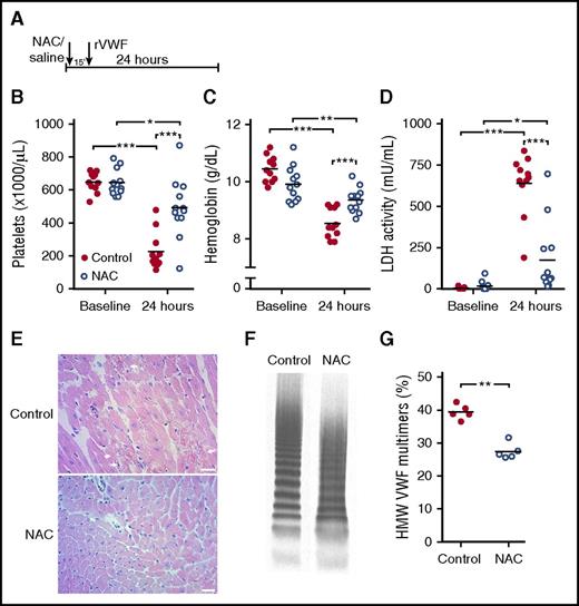 Figure 2. Prophylactic administration of NAC prevents severe TTP signs in mice. (A) Adamts13−/− mice (control n = 11; NAC treatment n = 12) were injected with 800 mg/kg NAC (open blue circles) or equal volumes of saline for control (solid red circles) 15 minutes prior to rVWF injection. (B-D) At baseline and 24 hours after rVWF injection, platelet count (B), hemoglobin level (C), and LDH activity level (D) were determined. (E) H&E staining was performed on myocardial tissue sections from control mice (top panel) and mice with prophylactic NAC administration (bottom panel). Arrows indicate sites of myocardial necrosis. Scale bars indicate 50 μm. (F) VWF multimer composition was analyzed, and representative images of VWF multimeric profiles from a control mouse and an NAC-treated mouse are shown. (G) Percentage of HMW VWF multimers was quantified using densitometry. Statistical significance is indicated with asterisks: *P < .05, **P < .01, ***P < .001.