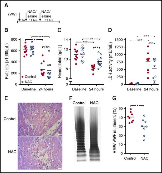 Figure 3. NAC is not effective in reversing TTP signs in Adamts13−/− mice despite a reduction in HMW VWF multimers. (A) Adamts13−/− mice (n = 10 per group) were injected with rVWF to trigger TTP signs. One hour and 12 hours later, mice were injected with 800 mg/kg NAC (open blue circles) or equal volumes of saline for control (solid red circles). (B-C) At baseline and 24 hours after rVWF injection, platelet count (B), hemoglobin level (C), and LDH activity level (D) were determined. (E) H&E staining was performed on myocardial tissue sections from control mice (upper panel) and mice with prophylactic NAC administration (lower panel). Arrows indicate sites of myocardial necrosis. Scale bars indicate 50 μm. (F) VWF multimer composition was analyzed and representative images of VWF multimeric profiles from a control mouse and NAC mouse are shown. (G) Percentage of HMW VWF multimers was quantified using densitometry. Statistical significance is indicated with asterisks: *P < .05, **P < .01, ***P < .001; ns, not significant.