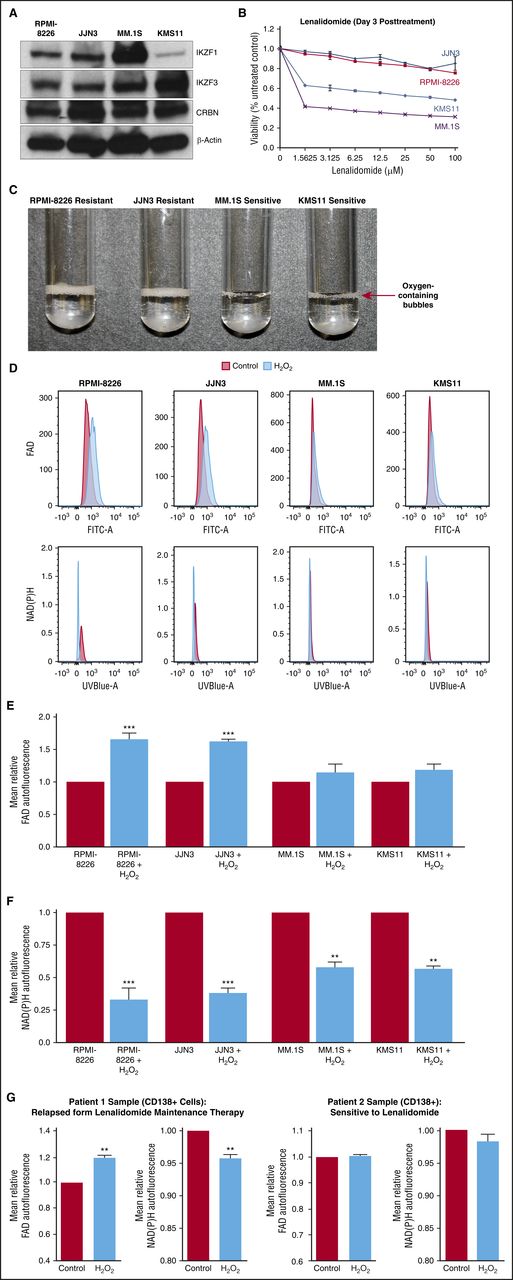 Figure 1. MM cells with lower antioxidative capacity are vulnerable to lenalidomide-mediated cytotoxicity. (A) RPMI-8226, JJN3, MM.1S, and KMS11 cell lysates were prepared, separated by electrophoresis, and immunoblotted with the indicated antibodies: IKZF1, IKZF3, CRBN, and β-actin. β-Actin was used as a loading control. (B) MTT assay of MM cell lines showed that MM.1S was lenalidomide hypersensitive, KMS11 was sensitive, and RPMI-8226 and JJN3 were lenalidomide resistant. Each experimental condition was performed in triplicate and repeated at least twice. (C) Bubble assay depicts release of oxygen from H2O2 by MM cells, with higher antioxidative capacity being associated with lenalidomide resistance. An equal number (1 × 106) of cells in PBS from various cell lines was incubated with H2O2, and oxygen release was qualitatively measured. (D) H2O2-mediated intracellular oxidation of FADH2 and NAD(P)H quantitatively determined antioxidative capacity in MM cells. Flow cytometry of RPMI-8226, JJN3, MM.1S, and KMS11 cells in PBS, with or without H2O2 treatment (100 μM) (gated for 10 000 events), showed significantly increased FAD autofluorescence (FITC-A) and significantly decreased NAD(P)H autofluorescence in RPMI-8226 and JJN3 with H2O2; these changes were associated with greater antioxidative capacity and resistance to lenalidomide compared with MM.1S and KMS11 cells, which have lower antioxidative capacity and greater sensitivity to lenalidomide. (E-F) Mean fluorescence intensity from 3 independent experiments for FAD and NAD(P)H autofluorescence, respectively. Data are shown as mean ± standard error of the mean (SEM). (G) Antioxidative capacity and prediction of lenalidomide sensitivity for samples from patients with primary MM. CD138+ patient samples were treated with or without H2O2 (100 µM or control) for 30 minutes. Fluorescence readings were obtained for FAD at 450/535- and NAD(P)H at 350/460-nm excitation and emission wavelengths, respectively. Data are shown as mean ± SEM of 4 biological repeats. **P < .01 compared with control; ***P < .001 compared with control.
