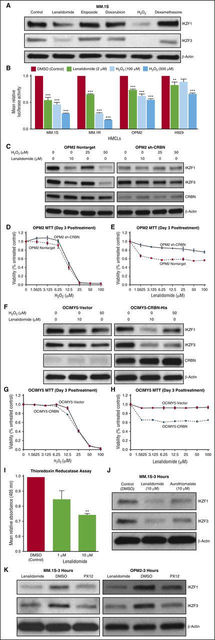 Figure 3. H2O2 leads to preferential degradation of IKZF1 and IKZF3 in CRBN-positive cells. (A) Degradation of IKZF1 and IKZF3 was observed only with lenalidomide and H2O2. MM.1S cell line was treated with lenalidomide (10 μM), etoposide (1 μM), doxorubicin (0.5 μM), H2O2 (100 μM), and dexamethasone (20 μM) for 3 hours. Cell lysates were prepared, separated by electrophoresis, and immunoblotted with the indicated antibodies. (B) Different HMCLs were infected with AdIKLuc or the control vector (AdLuc), and sufficient luciferase activity was confirmed. Cell lines were treated with increasing concentrations of H2O2 (100 or 500 µM) or lenalidomide (2 µM) for 1 hour, and luciferase activity was measured. Data are shown as mean ± SEM, n = 4 biological repeats. (C) To evaluate the role of CRBN on IKZF1 and IKZF3 degradation, OPM2-nontarget (control) and OPM2-shCRBN (silenced) cells were treated with lenalidomide (10 μM) or increasing concentrations of H2O2 (25 or 50 μM) for 3 hours. Protein lysates were prepared, separated by electrophoresis, and immunoblotted as indicated. (D-E) To differentially evaluate the effect of H2O2 and lenalidomide on cell viability based on the level of CRBN expression, OPM2-NT and OPM2-shCRBN were treated with increasing concentrations of H2O2 and lenalidomide for 3 days. MTT assays were performed, and cell survival was plotted. Each experimental condition was performed in triplicate and repeated at least twice. (F) OCIMY-5-vector cells and an isogenic CRBN-overexpressing cell line were treated with lenalidomide (10 μM) or H2O2 (50 μM) for 3 hours. Protein lysates were prepared, separated by electrophoresis, and immunoblotted as indicated. (G-H) OCIMY-5 cells overexpressing CRBN and control vector were treated with increasing concentrations of H2O2 and lenalidomide for 3 days. MTT assays were performed, and cell survival was plotted. Each experimental condition was performed in triplicate and repeated at least twice. (I) Lenalidomide inhibits TrxR activity in vitro. Rat liver TrxR was treated with lenalidomide (1 µM and 10 µM) or DMSO control, and absorbance was measured at 405 nM. Lenalidomide-treated samples show decreased absorbance compared with control (DMSO). Data are shown as mean ± SEM, n = 3 biological repeats. (J) MM.1S cell line treated with lenalidomide (10 µM), aurothiomalate (10 µM), or DMSO (control) for 3 hours. Protein lysates were prepared and blotted with indicated antibodies. (K) MM.1S and OPM2 cells were treated with lenalidomide (10 µM), PX12 (20 µM), or DMSO (control) for 3 hours. Protein lysates were prepared, separated by electrophoresis, and immunoblotted as indicated. Blots are representative of 3 independent experiments. All data are shown as mean ± SEM for a minimum of 3 independent experiments. **P < .01 compared with control; ***P < .001 compared with control.