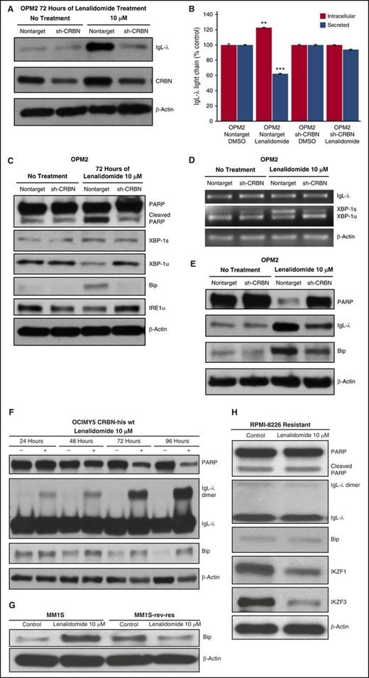 Figure 4. Lenalidomide-mediated intracellular H2O2 elevation induces ER stress. (A) OPM2-NT and shCRBN cells were treated for 72 hours with lenalidomide (10 μM) or DMSO (control). Cell lysates were prepared, separated by electrophoresis, and immunoblotted with the indicated antibodies. (B) OPM2-NT and OPM2-shCRBN knockdown cells were incubated with lenalidomide (10 μM) for 48 hours. Secreted and intracellular IgL-λ levels were determined via enzyme-linked immunosorbent assay. Data are expressed as a percentage of control (mean ± standard deviation, n = 3). (C) OPM2-NT and OPM2-CRBN knockdown (shCRBN) cells were treated with lenalidomide for 3 days. Cell lysates were prepared, separated by electrophoresis, and immunoblotted as indicated. (D) Lenalidomide induced XBP-1 mRNA splicing in CRBN-positive cells but showed minimal splicing in shCRBN cells. OPM2-NT and shCRBN cells were treated with lenalidomide (10 μM) for 3 days. Reverse transcription polymerase chain reaction was performed to evaluate XBP-1 mRNA splicing, a marker of ER stress. (E) OPM2-NT and shCRBN cells were treated for 6 days with lenalidomide (10 μM). Cell lysates were prepared, separated by electrophoresis, and immunoblotted as indicated. Lenalidomide-induced, ER stress–mediated PARP degradation was more prominent at day 6 in OPM2-NT cells compared with shCRBN cells. (F) OCIMY5 cells overexpressing CRBN progressively accumulated IgL dimers after lenalidomide treatment and induced ER stress. OCIMY5-vector and CRBN cells were treated with lenalidomide (10 μM) for different periods (24-96 hours). Cell lysates were prepared, separated by electrophoresis, and immunoblotted as indicated. (G) Lenalidomide-sensitive (MM.1S) and lenalidomide-resistant (MM.1S.res) cell lines were treated with lenalidomide (10 μM) for 3 days. Cell lysates were prepared and immunoblotted as indicated. (H) CRBN-expressing but with high antioxidative capacity exhibiting MM cell line, RPMI-8226, treated with lenalidomide (10 μM) for 3 days. Cell lysates were prepared and immunoblotted as indicated. Blots are representative of 3 independent experiments. All data are shown as mean ± SEM for a minimum of 3 independent experiments. **P < .01 compared with control; ***P < .001 compared with control.