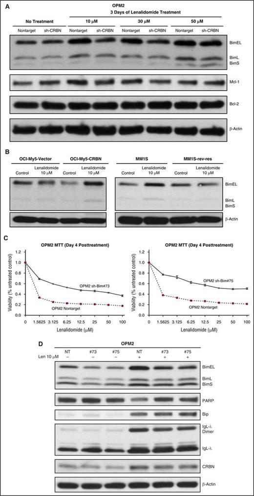 Figure 5. Lenalidomide-induced ER stress triggers cytotoxicity by activating BH3 protein Bim in MM. (A) OPM2-NT and OPM2-shCRBN cells were treated with increasing concentrations of lenalidomide (10, 30, and 50 μM) for 3 days. Cell lysates were prepared, separated by electrophoresis, and immunoblotted as indicated. The proapoptotic BH3-only protein Bim isoforms predominantly accumulated after lenalidomide treatment in CRBN-positive cells. (B) Additional CRBN-positive and CRBN-negative isogenic cell lines (OCIMY5 CRBN overexpressing, MM.1S sensitive and resistant to lenalidomide) were treated with lenalidomide for 3 days. Cell lysates were prepared and immunoblotted with the indicated antibodies. Bim activation was predominantly mediated by lenalidomide in CRBN-positive cells but not in CRBN-negative or CRBN knockdown cells. (C) Knockdown of Bim-mediated resistance to lenalidomide. Bim knockdown OPM2 clone numbers 73 and 75, and NT control cells were treated with different concentrations of lenalidomide for 4 days, and cell viability was determined with the MTT assay. Each experimental condition was performed in triplicate and repeated at least twice. (D) OPM2-NT and OPM2-shBim clone numbers 73 and 75 were treated with or without lenalidomide (10 μM) for 72 hours. Cell lysates were prepared, separated by electrophoresis, and immunoblotted as indicated. Blots are representative of 3 independent experiments.